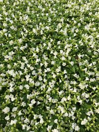 Flowering plants