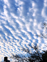 Low angle view of trees against sky during winter