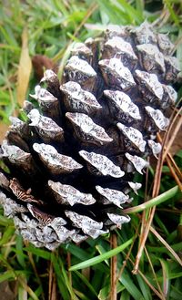 Close-up of fungus growing on tree trunk