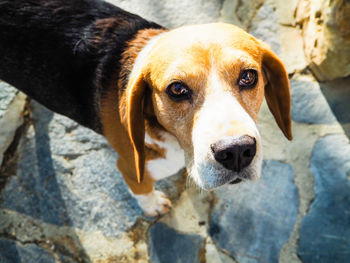 Close-up portrait of dog