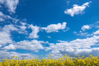 Yellow flowering plants on field against sky