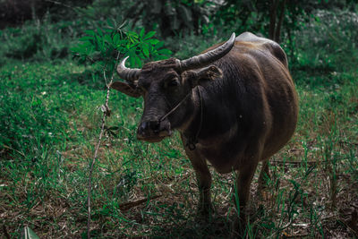 Buffalo in the forest