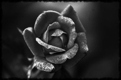 Close-up of heart shaped flower