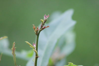 Close-up of flowering plant