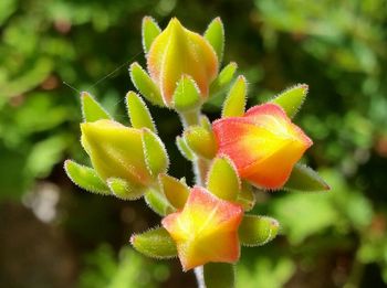 Close-up of yellow flower