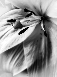 Close-up of flower