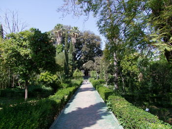 Walkway amidst trees against clear sky