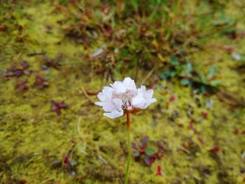 Close-up of white flowers