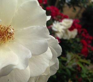 Close-up of white rose blooming outdoors