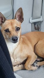 Close-up of dog sitting in car