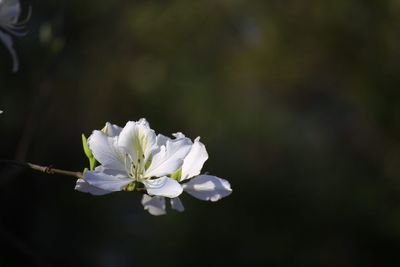 Close-up of white flower blooming on tree