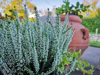 Close-up of potted plant