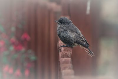 Close-up of bird perching on wood