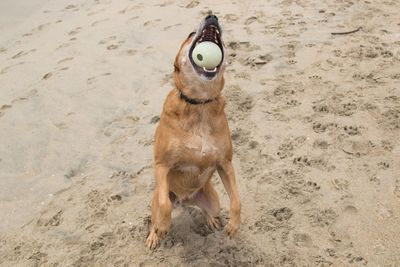 Dog on sand at beach