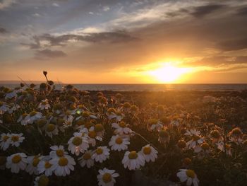 Scenic view of flowering plants on field against sky during sunset