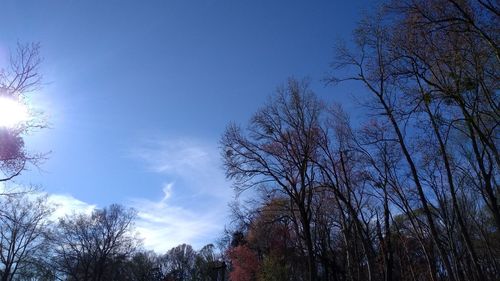 Low angle view of bare trees against blue sky