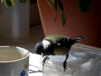 Close-up of bird perching on a feeder