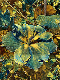 Close-up of flower plant growing outdoors