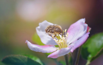 Close-up of insect on purple flower