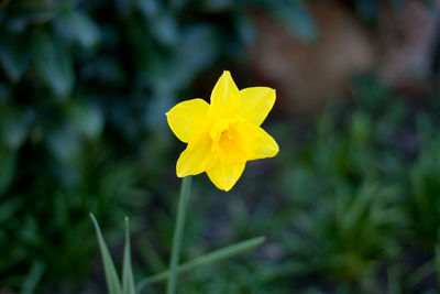 Close-up of yellow flowering plant