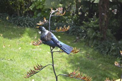 Bird perching on grass