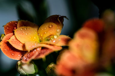 Close-up of wet orange flower