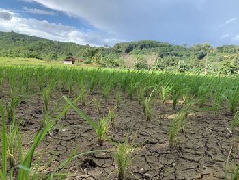 Scenic view of field against sky