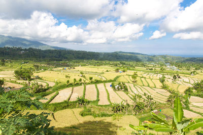 Scenic view of agricultural field against sky