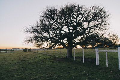 Tree on field against sky during sunset