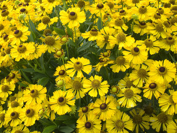 Close-up of yellow flowering plant