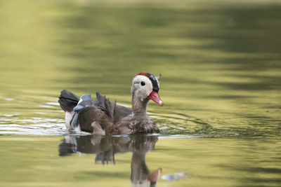 View of a duck swimming in lake