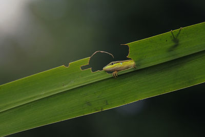 Close-up of green insect on leaves