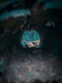 High angle view of an animal on rock