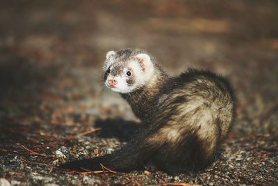 Close-up of ferret on field at night