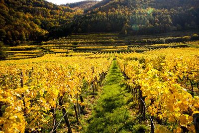 Crops growing in vineyard