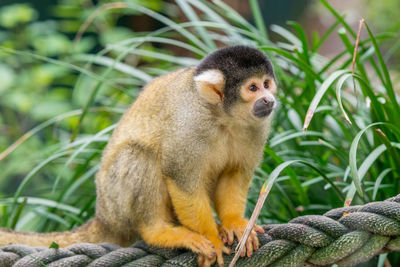 Close-up of cute monkey on rope amongst grass