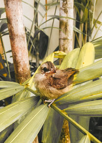 Close-up of bird perching on a branch