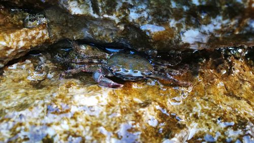 Close-up of turtle in water