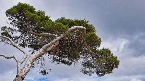 Low angle view of tree against sky