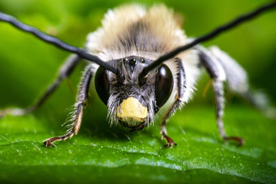 Close-up of insect