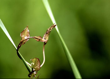 Close-up of insect on plant