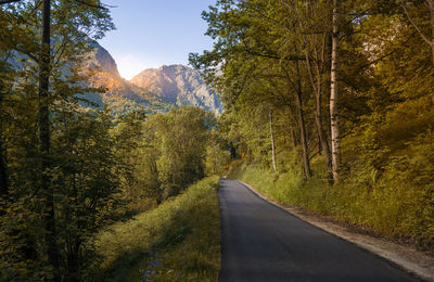 Empty road along trees and plants