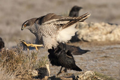 Close-up of birds flying over land