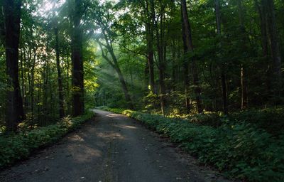 Road amidst trees in forest