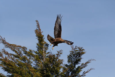 Low angle view of eagle flying against clear blue sky