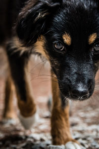 Close-up of dog