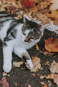 High angle view of cat on field during autumn
