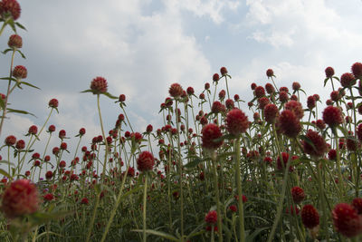 Close-up of poppies blooming on field against sky