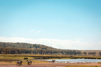 View of horses on field against sky