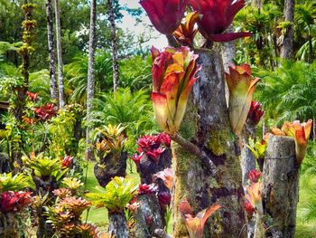 Close-up of statue against trees
